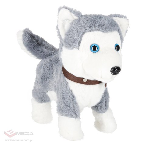 Piesek interaktywny na smyczy szczeka chodzi rusza ogonem Husky