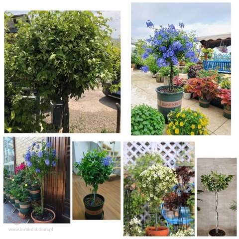 Pergola Ogrodowa Tarasowa Metalowa Podpora do Pnączy Róż Kwiatów 50x10cm biała