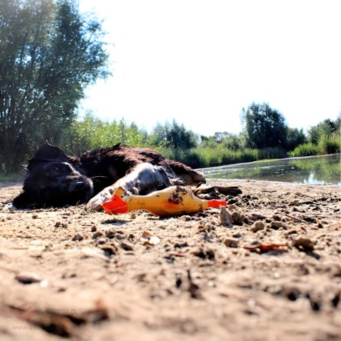 Piszcząca Duża Zabawka Gumowy Kurczak Duży dla Psa Szczeniaka Gryzak 22 cm